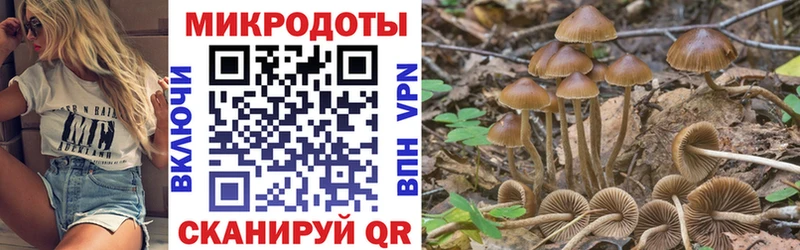 Псилоцибиновые грибы Psilocybe купить цена Боготол